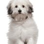 Bolognese dog breed description, small white dog with black spots, dog with straight hair gets curls, puppy with straight hair, small dog breed, calm dog breed