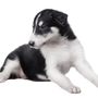 Borzoi breed description