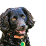 Breed description and character of the Boykin Spaniel