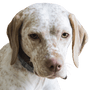 braque du bourbonnais Breed description