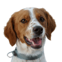 Bretan Spaniel, brown white dog with floppy ears and very short tail, no tail at birth, dog with stubby tail, French dog breed, Brittany dog