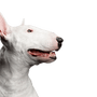 Mammal,Dog,Vertebrate,Bull terrier (miniature),Canidae,Old english terrier,Dog breed,Bull terrier,Bull and terrier,English white terrier,