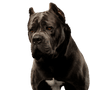 Dog,Mammal,Vertebrate,Canidae,Dog breed,Cane corso,Carnivore,Snout,Molosser,Olde english bulldogge,