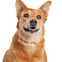 Carolina Dog, American Dingo, brown medium dog with standing ears, Dingo from America, American dog breeds, Unrecognized dog breed from America, USA dog, Dog of the inhabitants, Native dog breed, Breeding dog, Free-living breed, Breed description