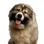 Dog,Mammal,Vertebrate,Dog breed,Canidae,Carnivore,Caucasian shepherd dog,Giant dog breed,Ancient dog breeds,Snout,