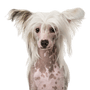 Chinese Crested Dog or Naked Dog Breed Description