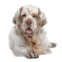 Clumber Spaniel breed description, massive dog, hunting dog from Great Britain, English dog breed, retriever dog, white dog, spaniel breed