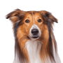 Collie breed description, long haired collie, herding dog, family dog, dog with long coat, smooth coat, dog with prick ears, working dog, tri-colored breed from Scotland