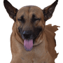 Combai dog breed description, big brown dog with purple tongue and prick ears