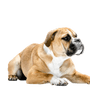 Continentale Bulldog Dog