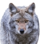 prairie wolf, coyote breed description, broad wolf, wolf from the desert of America, American wolf, steppe wolf, dog ancestor