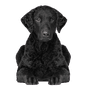 Breed description of Curly Coated Retriever, dog with black curls, dog that looks like Labrador but with curls, purebred dog with curls, temperament and character of Curly Coated Retriever, retriever breed, hunting dog