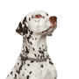 Dog,Vertebrate,Canidae,Mammal,Dalmatian,Dog breed,Carnivore,Old danish pointer,Sporting Group,Non-Sporting Group,