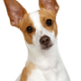 Breed description Decker Hunting Terrier, Decker Rat Terrier, large rat terrier, American dog breed, unknown dog breed, not recognized by FCI, brown white dog with prick ears from America, small dog breed, dog with stubby tail, tail is stubby