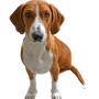 Drever breed description, small brown white dog with floppy ears
