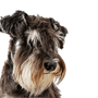 Miniature Schnauzer breed description