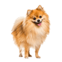 Breed description of a red dwarf spitz, Pomeranian