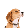 English Foxhound breed description, temperament and character, dog with three colors, tricolor dog breed, dog with floppy ears from England, Great Britain dog breed, English hunting dog, hunting dog breed, tricolor, dog with three colors, dog similar to Beagle