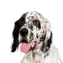 English Setter temperament and breed description, spotted dog once crossed with an English Pointer and a Setter, French and British dog breed, large dog breed similar to Golden Retriever and English Pointer, hunting dog