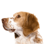 French Spaniel, espagneul Francais, brown white dog with hairy ears