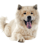 Eurasier breed description