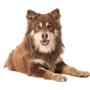 Finnish Lapphund breed description, temperament of a Finnish dog from Lapland