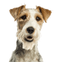 Fox Terrier Breed Description