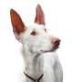 Portrait of a dog of the breed Podenco ibicenco of white color