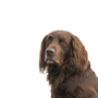 German Longhair Pointer, breed description of a German Longhair brown