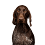 Dog,Mammal,Vertebrate,Canidae,Dog breed,Carnivore,Sporting Group,Liver,Pointing breed,German shorthaired pointer,