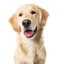 Breed description Golden Retriever