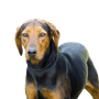 Portrait of the Greek hound
