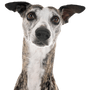 Greyhound breed description