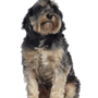 Griffon Bleu de Gascogne Breed description