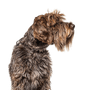 Griffon Korthals, Griffon d'arrêt à poil dur, rough haired pointer, dog similar to German Rauhaar, large dog breed from France, breed description of hunting dog, hunting dog breed