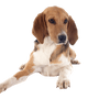 Breed description of the Harrier from UK, British dog breed, English dog breed similar to Beagle, dog similar to Beagle but big