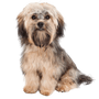 Havanese breed description