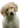 Hovawart puppy breed description