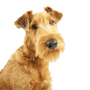 Irish Terrier breed description
