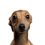 Dog,Mammal,Vertebrate,Dog breed,Canidae,Carnivore,Snout,Head,Italian greyhound,Whippet,