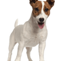 Jack Russell Terrier breed description