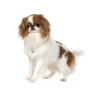 Japan Chin breed description, temperament, calm dog breed for seniors, dog for children, dog fond of children, well-behaved calm dog for beginners