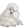 Breed description King Poodle