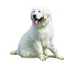 Kuvasz dog breed description