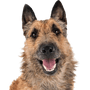 Laekenois, portrait, dog breed from Belgium, Belgian shepherd dog, wire haired dog, shepherd dog with rough coat, large dog breed, prick ears in dog, all four variations of shepherd dog