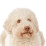 Lagotto Romagnolo Italian Water Dog Breed Description