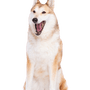 Laika dog, West Siberian Laika, big white dog with red spots, dog similar to Husky