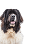 Landseer dog breed description