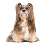 Lhasa Apso breed description, dog with very long coat and small body size