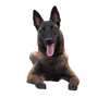 Malinois breed description